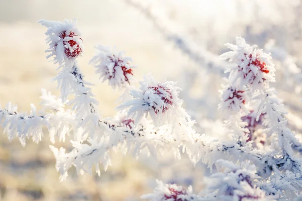 Hoarfrost on leaves — Stock Photo, Image