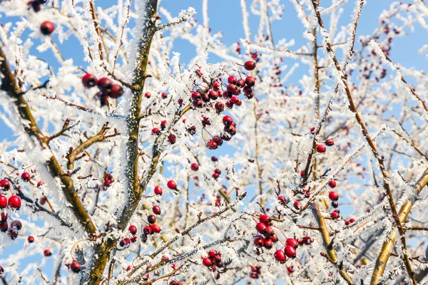 Fond Hiver Baies Rouges Sur Les Branches Gelées Couvertes Givre — Photo