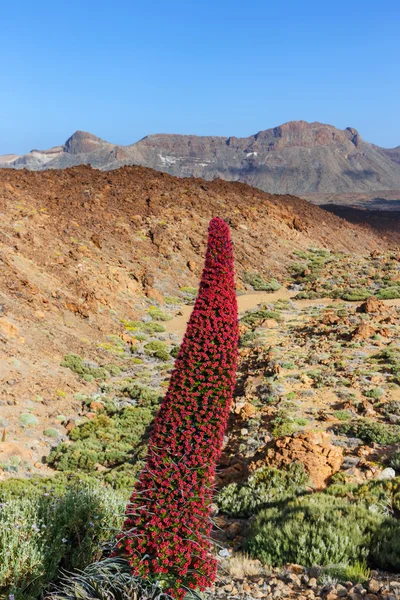 Röd tajinaste blommor på El Teide vulkanen, Teneriffa, Spanien — Stockfoto