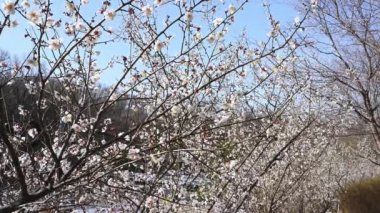 Bahar çiçeği arka planı. Mavi gökyüzünün arka planında çiçek açan erik çiçeği. Bahar çiçekleri.