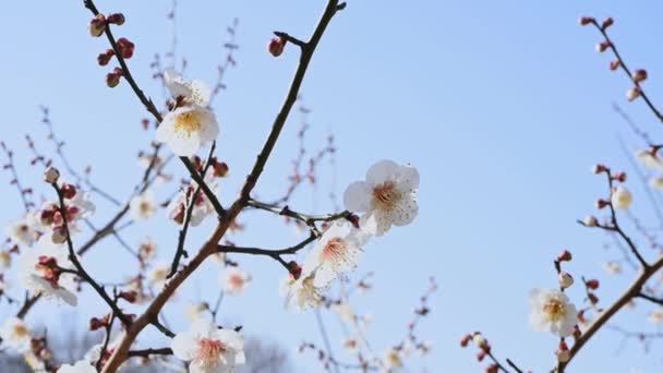春花背景 梅花开在蓝天的背景上 — 图库视频影像