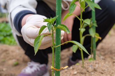 Genç ekinlerle ilgilenen bir çiftçinin eli..