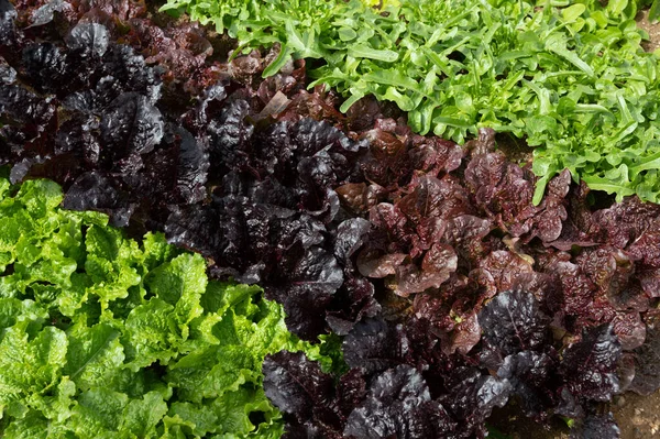 Fresh Lettuce Growing Farm Two Colors Green Purple Leaves — Stock Photo, Image