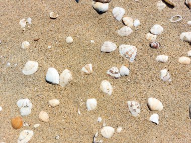 Güneşli bir plajın kumlarına dağılmış çeşitli deniz kabuklarının yakın çekim görüntüsü. Yaz, tatil veya kıyı temaları için uygun doğal doku arka planı.