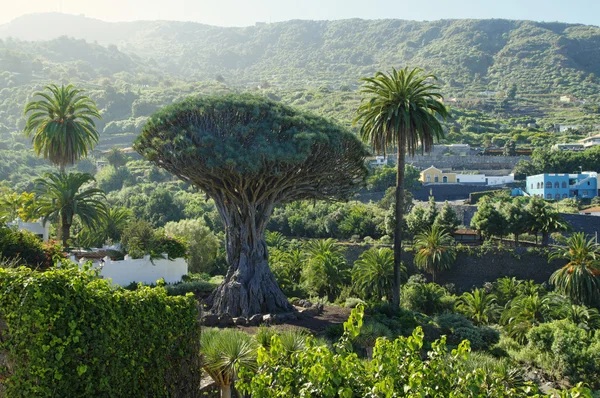 Millennial Drago tree at Icod de los Vinos, Tenerife Island, Spain Stock Fotografie