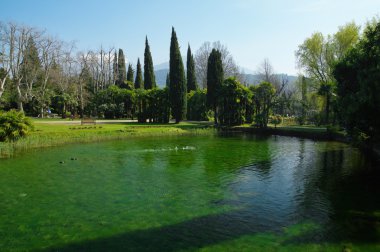 Ördek Lago Di Garda, İtalya.