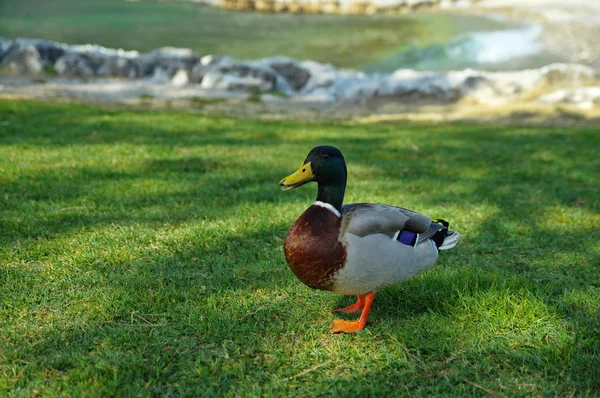 Anka på Lago Di Garda, Italien. — Stockfoto