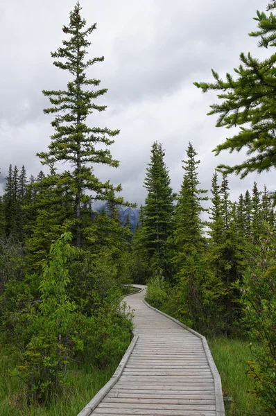 Trail in park in Canmore, Alberta, Canada — Stock Photo, Image