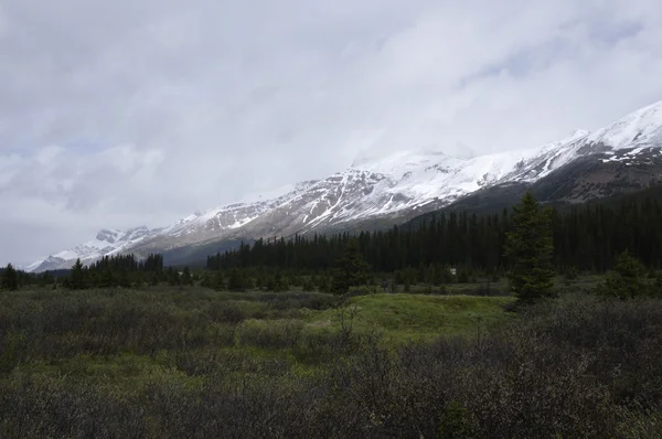 Icefield Parkway Jasper National Park, Alberta, Kanada — Stok fotoğraf