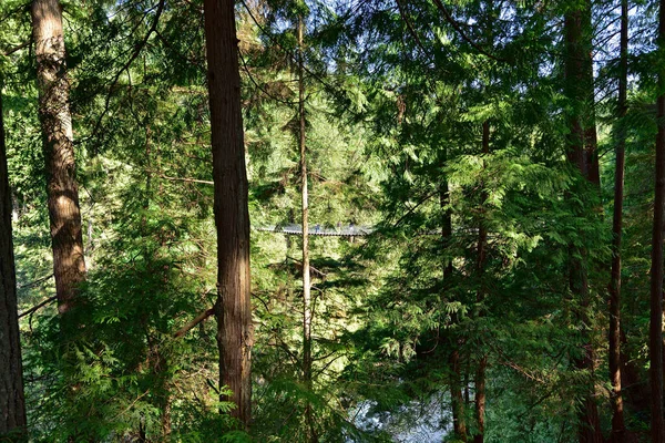 Vancouver British Columbia Canada May 2019 Visitors Exploring Capilano Suspension — Stock Photo, Image