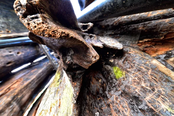 800 Year Old Hollow Tree Western Red Cedar Tree Stump — Stock Photo, Image