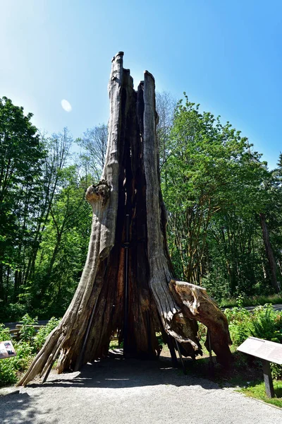 800 Year Old Hollow Tree Western Red Cedar Tree Stump — Stock Photo, Image