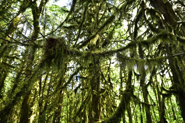 雨の森の神秘的な景色 アリスレイク州立公園 スカミッシュ バンクーバーの北 ブリティッシュコロンビア州 カナダ — ストック写真