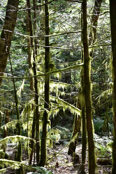 Vista Mística Selva Tropical Alice Lake Provincial Park Squamish Norte — Foto de Stock