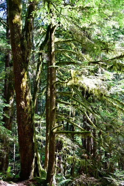 加拿大不列颠哥伦比亚省温哥华北部 斯卡拉米什 爱丽丝湖省级公园 雨林的神秘景观 — 图库照片
