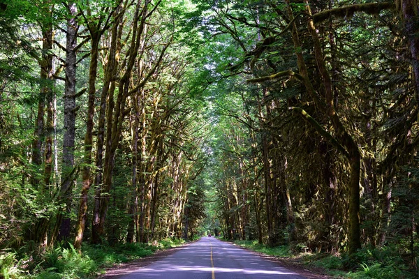 Mystical View Rain Forest Alice Lake Provincial Park Squamish North Стокова Картинка