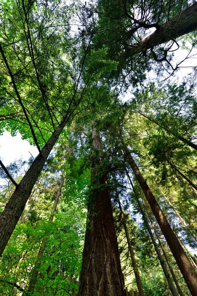 Vista Mistica Della Foresta Pluviale Alice Lake Provincial Park Squamish — Foto Stock