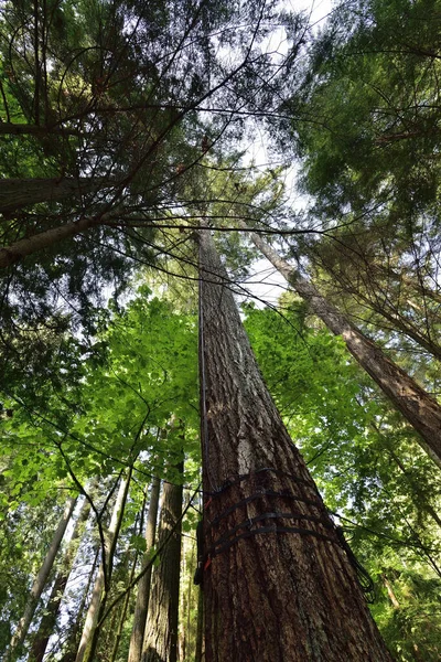 Vista Mistica Della Foresta Pluviale Alice Lake Provincial Park Squamish — Foto Stock