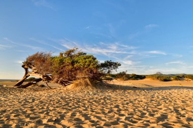Dune di Piscinas, Sardinya - İtalya.
