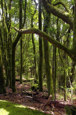 The  rain-forest in La Gomera, Canary, Spain clipart