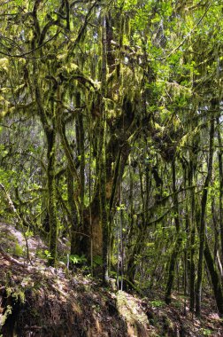 La Gomera, Kanarya, İspanya yağmur ormanında