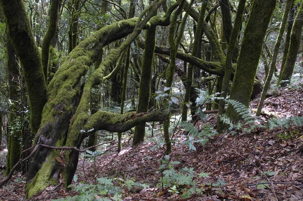 ラ ・ ゴメラ、カナリー、スペインの熱帯雨林 — ストック写真