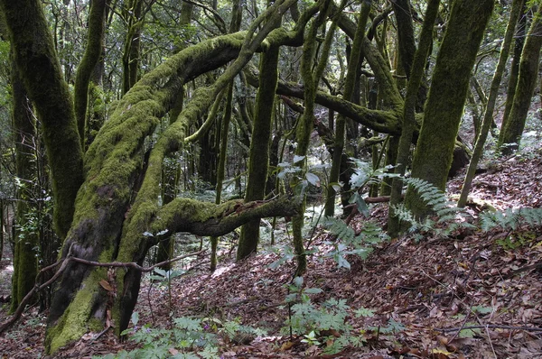 La selva tropical en La Gomera, Canarias, España — Foto de Stock