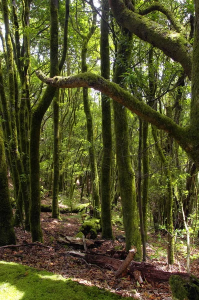 La selva tropical en La Gomera, Canarias, España — Foto de Stock