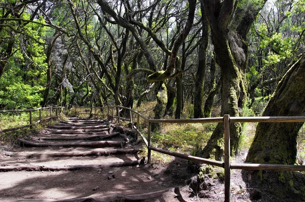 The  rain-forest in La Gomera, Canary, Spain — Stock Photo, Image