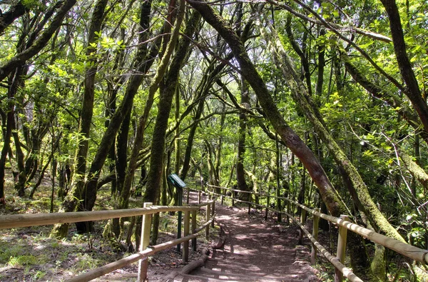 A floresta tropical em La Gomera, Canária, Espanha — Fotografia de Stock