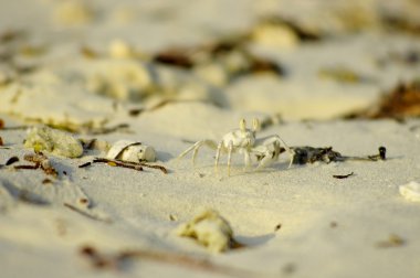 Beyaz yengeç sahilde, Maldivler