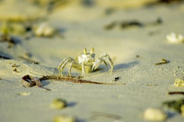 Beyaz yengeç sahilde, Maldivler