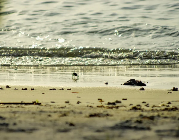 De krab wit op het strand, Maldiven — Stockfoto