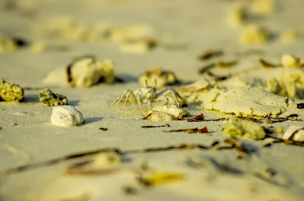在海滩上，马尔代夫白蟹 — 图库照片