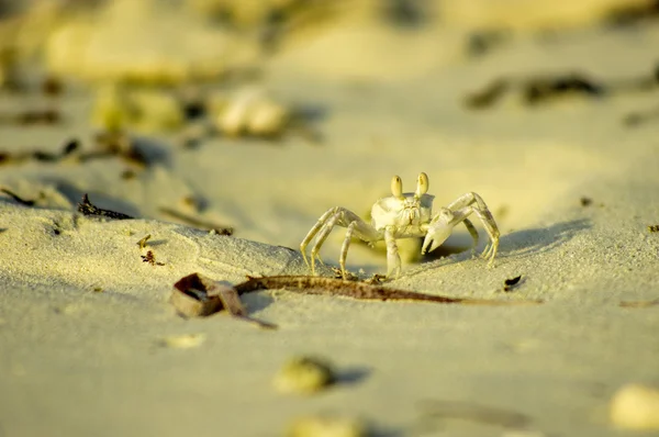 Vit krabba på stranden, Maldiverna — Stockfoto