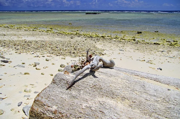 Muscheln am Steinstrand. Malediven — Stockfoto