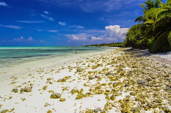 Het zeegras op tropische strand op het eiland Maldiven — Stockfoto