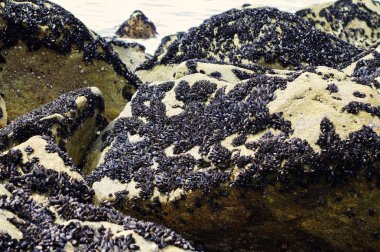 Parque doğal midye kolonisinde Portekiz kuzeyden Esposende kasaba çevresinde Litoral yapmak.