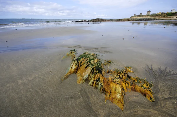 Sanddynerna och stranden på norra Portugal i närheten av Esposende staden. — Stockfoto