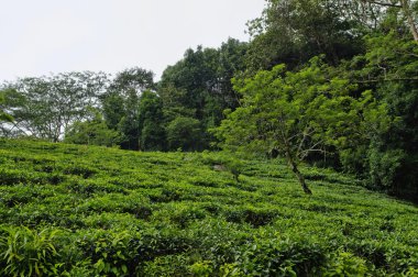 Çay plantasyon, Seychelles adaları, Mahe