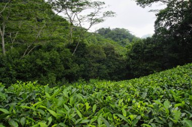 Çay plantasyon, Seychelles adaları, Mahe