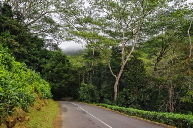 Çay plantasyon, Seychelles adaları, Mahe
