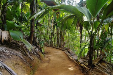 ormanda, vallee de mai, Seyşeller - Pathway arka plan seyahat.