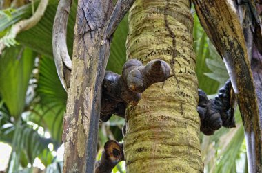 Hindistan cevizi veya Coco de sadece