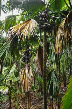 Hindistan cevizi veya Coco de sadece