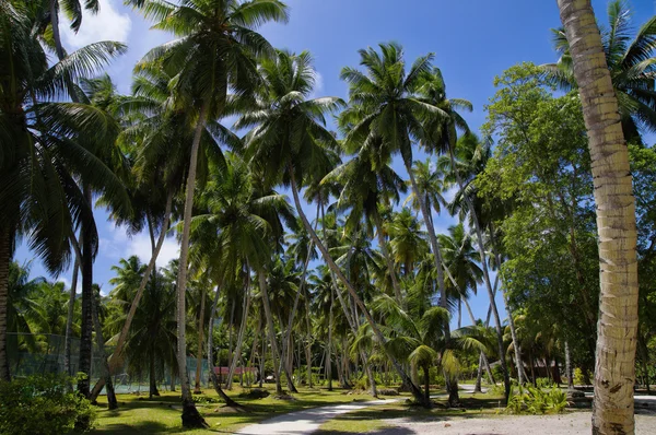 Belas palmeiras, em Union Estate, La Digue, Ilhas Seychelles, com montanhas de granito . — Fotografia de Stock