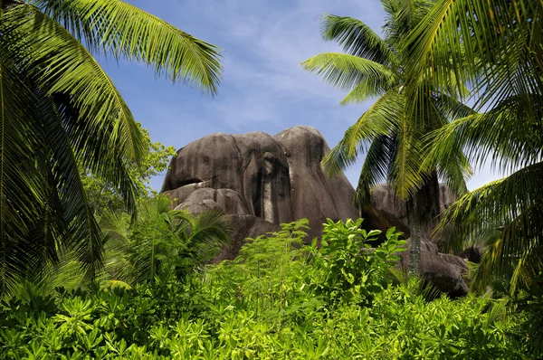 Beautiful palmtrees, in Union Estate, La Digue, Seychelles islands, with granite mountains. — Stock Photo, Image