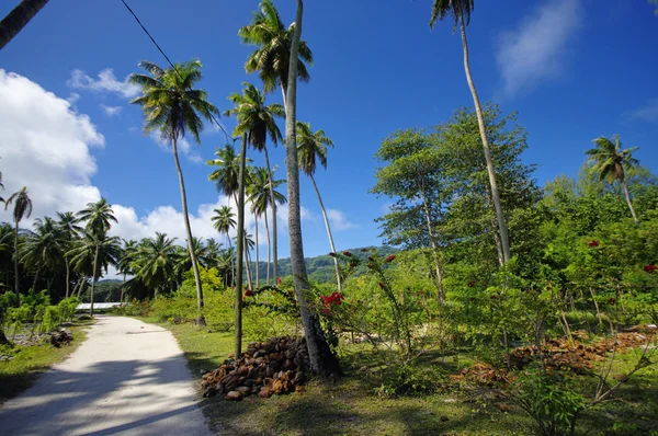 Hermosas palmeras, en Union Estate, La Digue, Islas Seychelles, con montañas de granito . — Foto de Stock