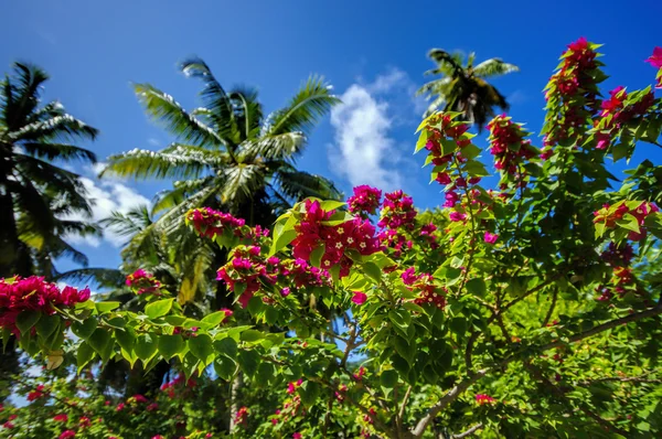 Hermosas palmeras, en Union Estate, La Digue, Islas Seychelles, con montañas de granito . —  Fotos de Stock