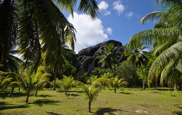 Belas palmeiras, em Union Estate, La Digue, Ilhas Seychelles, com montanhas de granito . — Fotografia de Stock